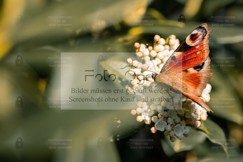 Pfauenauge auf Blüte – Leichtigkeit des Sommers | Ein Tagpfauenauge ruht auf einer weißen Blütendolde, umgeben von warmem Licht und zarten Farben.Dieses Foto fängt den Moment sommerlicher Ruhe und Leichtigkeit perfekt ein – ein Symbol für Natur, Freiheit und Harmonie.Ein wunderschönes Motiv für alle, die natürliche Eleganz und feine Details schätzen. - Realisiert mit Pictrs.com