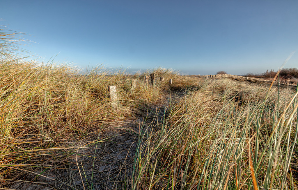 Schöner Strandhafer an Sandtrand---idylischen Ostsee | Eine idyllisches Bild der Gräser oder Strandhafer im Sandstrand an der Ostsee - Realisiert mit Pictrs.com