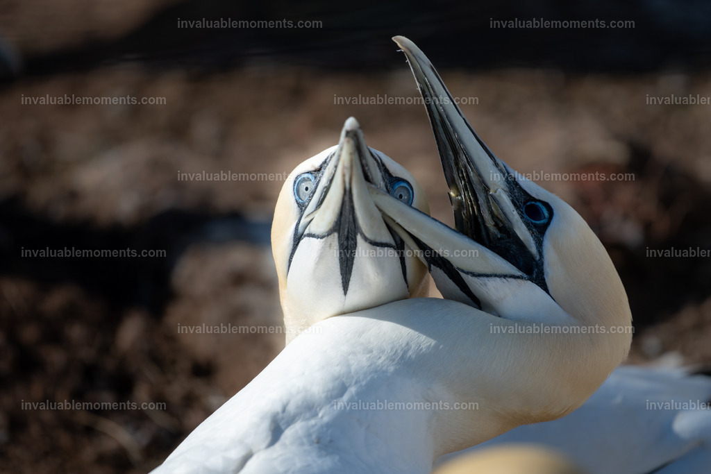 DSC_5940 | invaluablemoments.com - Realisiert mit Pictrs.com