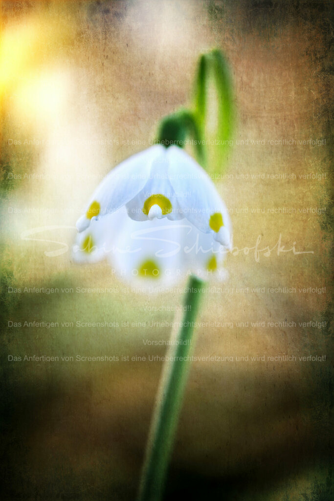 Wandbild Märzenbecher | Märzenbecher sind eine Form der Schneeglöckchen.
#Schneeglöckchen sind kleine weiße #Blumen, die im späten #Winter oder frühen #Frühling blühen. Sie sind bekannt für ihr zartes Aussehen und gelten oft als Symbol für Hoffnung und #Erneuerung. #Schneeglöckchen sind in #Gärten und #Wäldern in ganz #Europa verbreitet. - Realisiert mit Pictrs.com