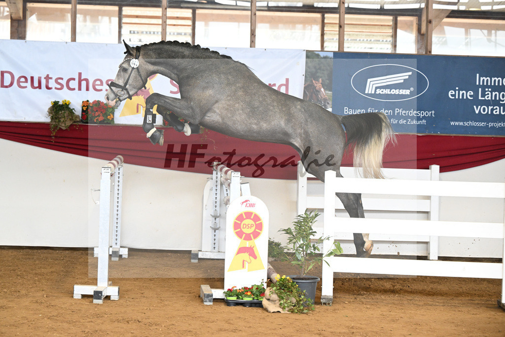 Kat-Nr. 44 Harry v. Hickstead White_Koeniger_16250753 | hf-fotografie - Realisiert mit Pictrs.com