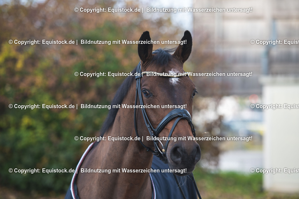 20251113_Patrick-Kittel_TOMSPIC_0023 | Foto: Thomas Hartig