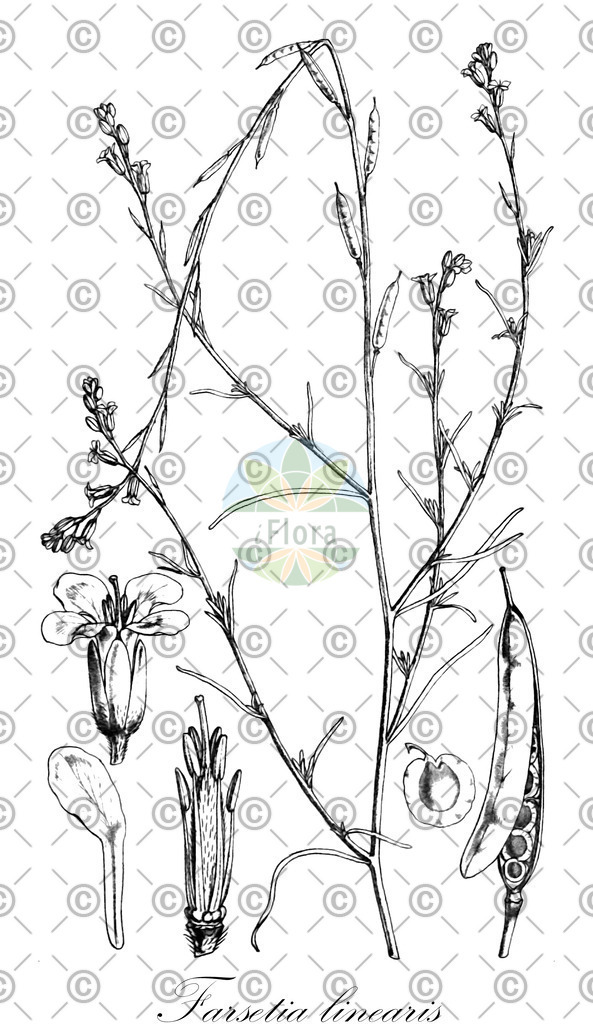 HistAbb_wfo-0000685953_1_ENZY_Simple | Historische Abbildung von Farsetia linearis - Brassicaceae | Historical Illustration of Farsetia linearis - Brassicaceae