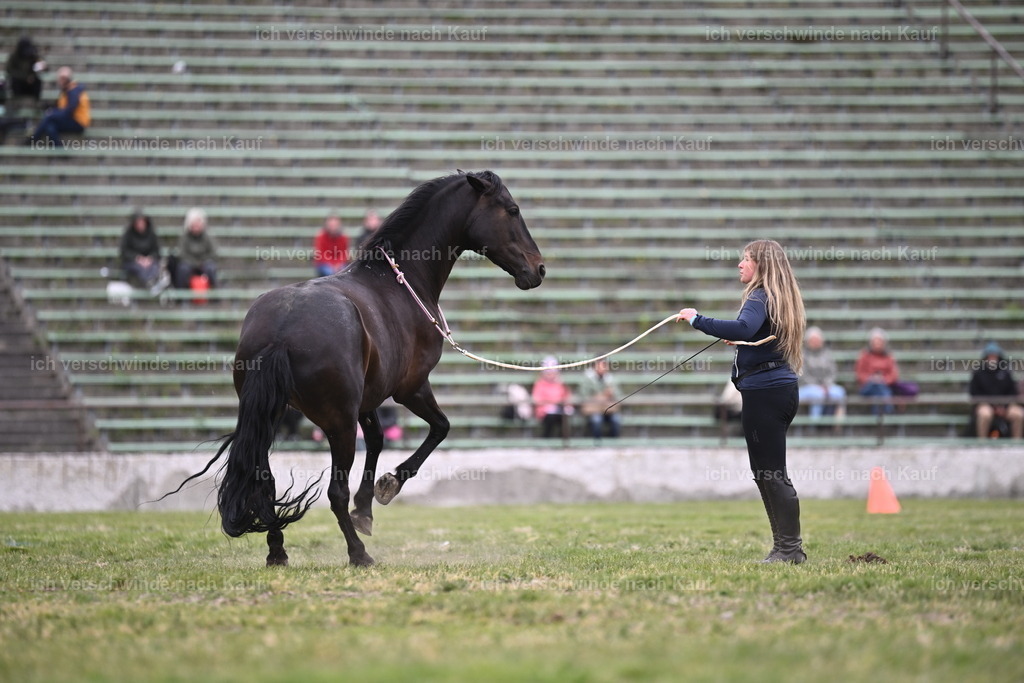 PI26_Show_Sara_Landvogt_226_0955.JPG | working equitationturnier fotograf videograf stoibphotography marixx film working equitation deutschland reitsport turnierfotografie eventfotografie equestrian events