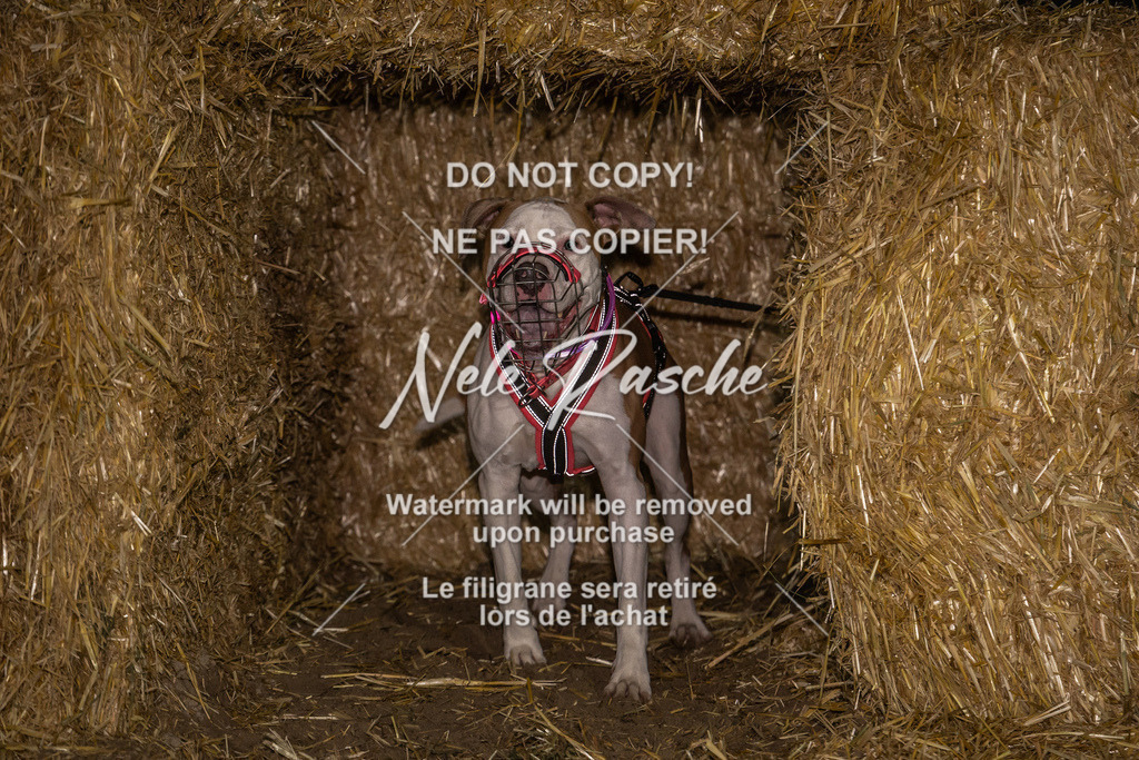 nelerasche_FrNacht_431 | nelerasche