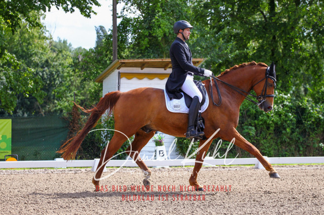 DKP41276 | Deine Turnierfotos vom Reitturnier online kaufen: Dressur, Springen & Siegerehrung. Professionelle Pferdefotografie aus dem Rheinland – als Download & Print.Alternative: Turnierfotograf für den Pferdesport: Finde deine Fotos von Dressur- und Springturnier