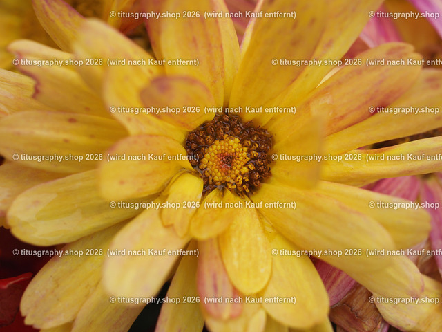titusgraphy-P6100495_var-111 | Fotokunstarbeit aus der INSTAGRAM-Gallerie auf titusgraphy.eu - Realisiert mit Pictrs.com