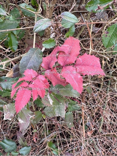 titusgraphy_IMG_2936_pe | titusgraphy-shop: Geschenkideen mit Qualitätsfotos. titusgraphy-shop: gift ideas with quality photos. titusgraphy-shop: idées cadeaux avec photos de qualité.  - Realisiert mit Pictrs.com