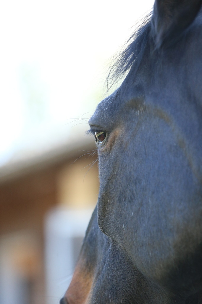 DL2Q3093 | Willkommen bei Brunnmayr - Design & Fotografie – Ihrem Spezialisten für Reitturniere und Pferdeveranstaltungen in Oberösterreich, Salzburg und Bayern! Seit über 17 Jahren sind wir leidenschaftlich dabei.