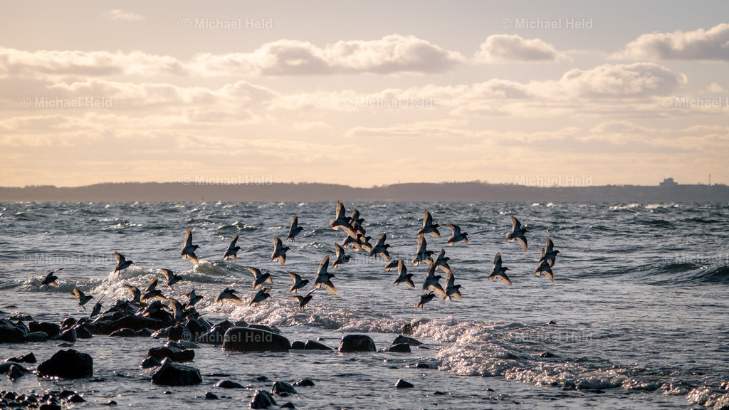 Ostseestrand bei Kiel | Profi-Fotos über Schleswig-Holstein und dem ganzen Norden für Büro, Hotel, Ferienhaus, Ferienwohnung, Wohnzimmer, Arztpraxis uvm. jetzt bestellen. - Realisiert mit Pictrs.com