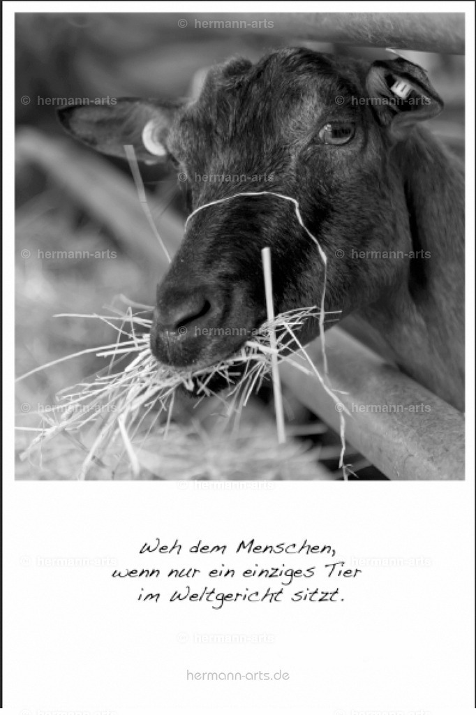 PK_Zitate_10x15_BW-074 | Photo Foto Kunst Art schwarzweiss Bilder Rheine Münster Berlin Blumen 