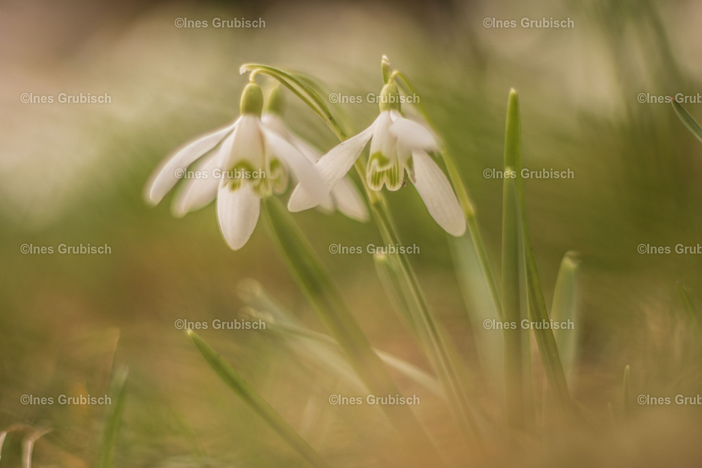 Schneeglöckchen mit Bokeh | Lila Lubbenbomm - Artwork by Ines Grubisch - Realisiert mit Pictrs.com