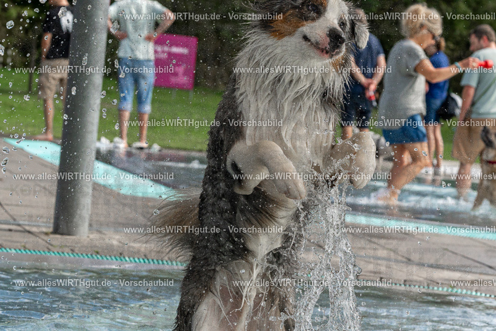 Hundeschwimmen_Volksbad_2026-allesWIRTHgut_Tierfotografie-2609061509-FAY07118 | Professionelle Tierfotografie in Mönchengladbach von Daniel Wirth (allesWIRTHgut). Liebevolle & natürliche Bilder von Hunden & Katzen für unvergessliche Erinnerungen.