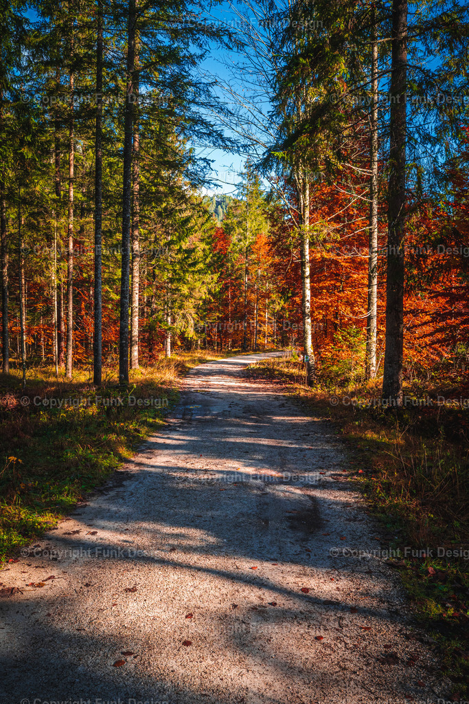 Wanderweg zum Schiederweiher – Hinterstoder, Oberösterreich, Österreich | Ein heller Waldweg führt durch herbstlich leuchtende Bäume Richtung Schiederweiher. Das Spiel aus Licht und Schatten macht die Szene ruhig, einladend und perfekt zum Durchatmen.