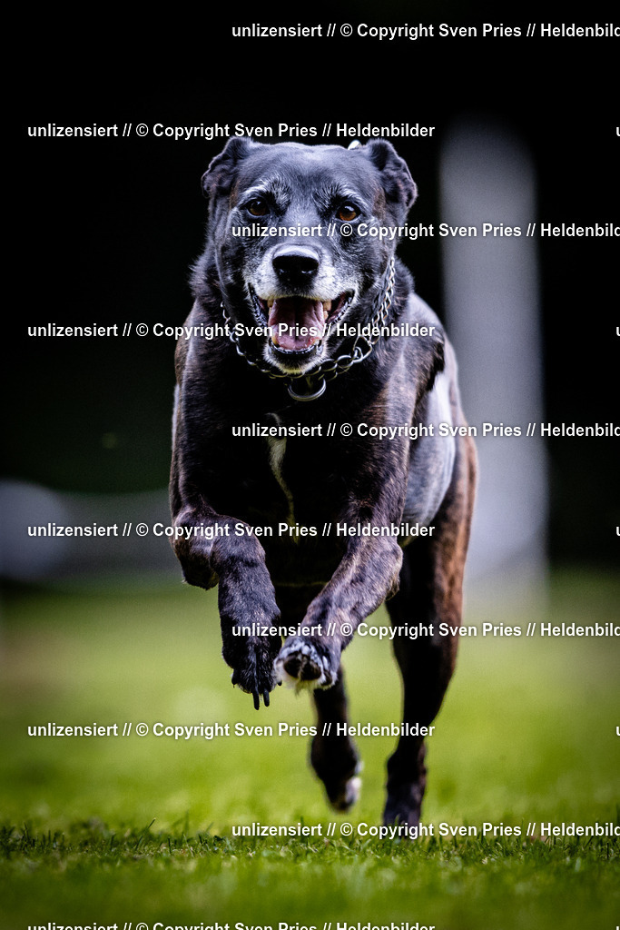 Sven Pries | 2025-10-03 - Hunderennen Obergrombach - Realisiert mit Pictrs.com