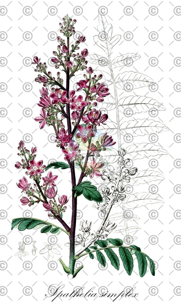HistAbb_wfo-0000311978_1_ENZY_Simple | Historische Abbildung von Spathelia simplex - Rutaceae | Historical Illustration of Spathelia simplex - Rutaceae