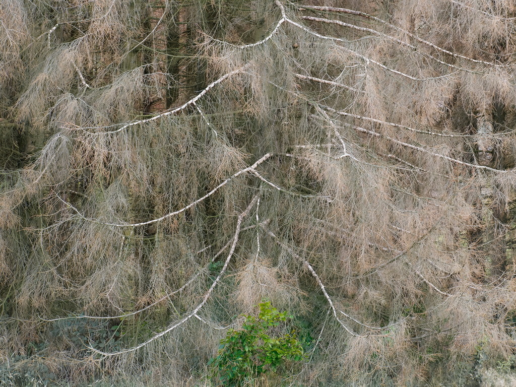 Neues Leben im Schutz älterer Baumruinen | Junges Grün wächst nach, wenn genug Licht da ist: kleine Zeichen einer großen Hoffnung für einen neuen Wald im Harz - Realisiert mit Pictrs.com