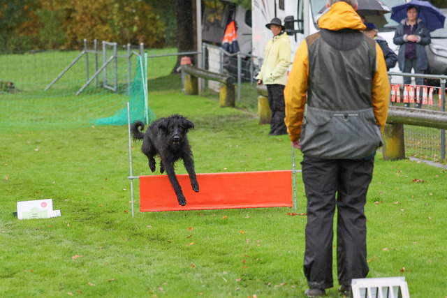 2025_Rally_Obedience_SM-67 | Ich fotografiere Hundeausstellungen, Sportanlässe, Zuchtstätten, Hundezucht, Hundeportrait, Lagotto - Realisiert mit Pictrs.com