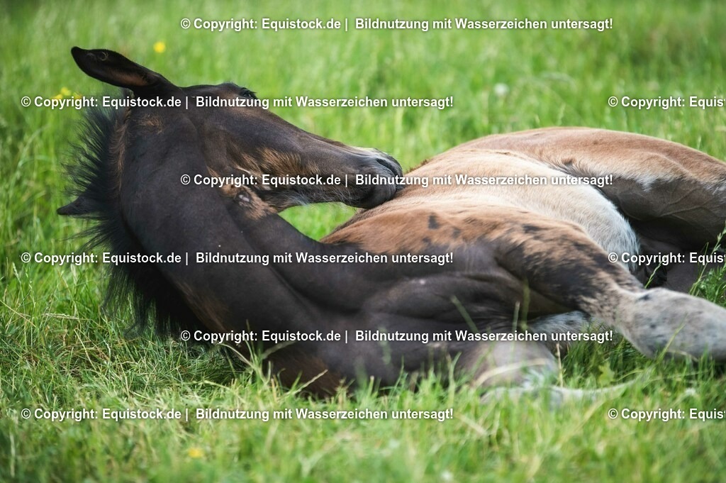 20210617_Fohlen_0386 | Foto: Thomas Hartig