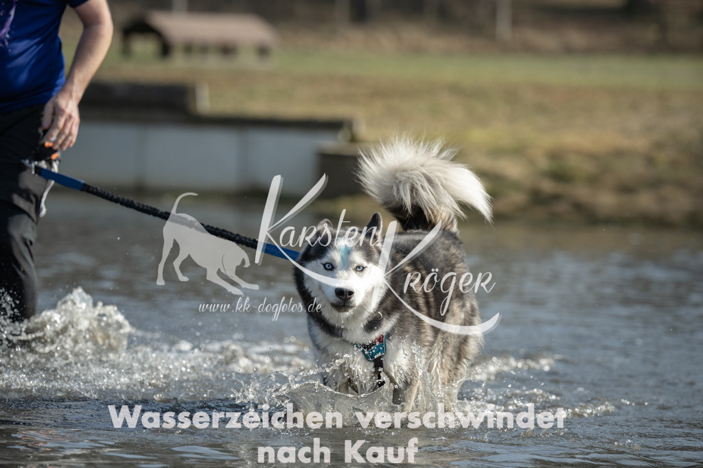 1302_ZZ94071 | kk-dogfotos