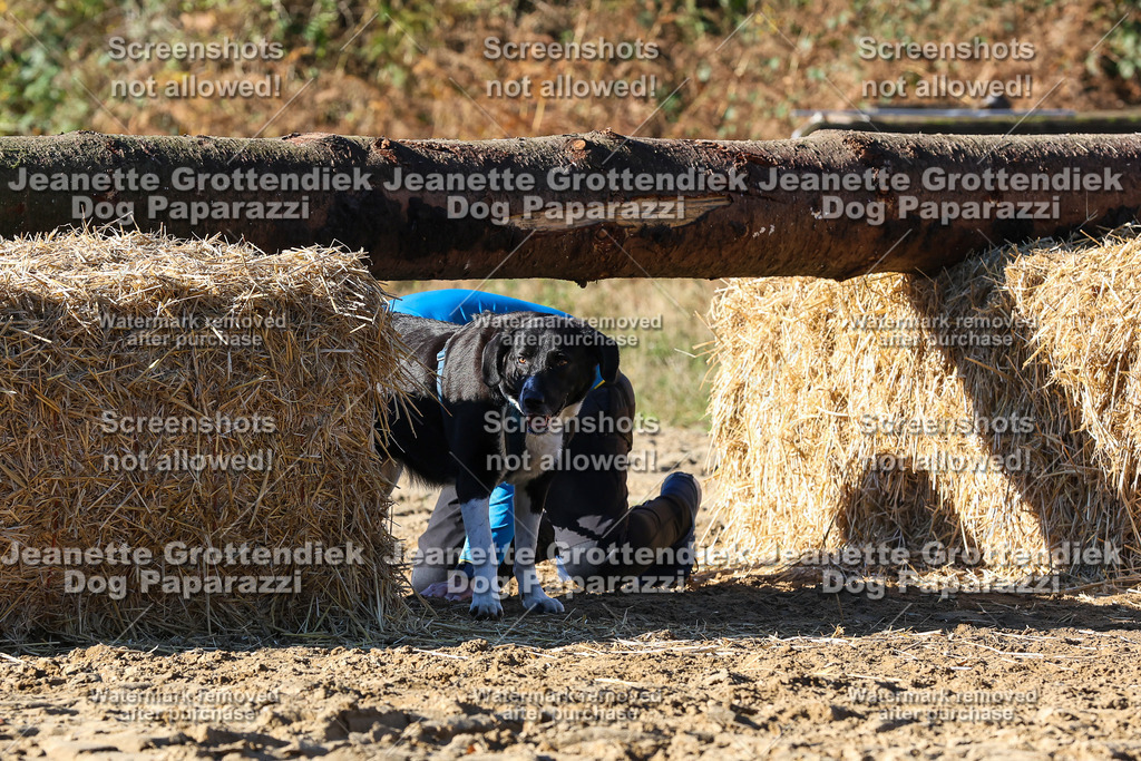 Dog Paparazzi - Strongdog 10-25-2199 | Dog Paparazzi Jeanette Grottendiek Fotografie & Videografie - Realisiert mit Pictrs.com