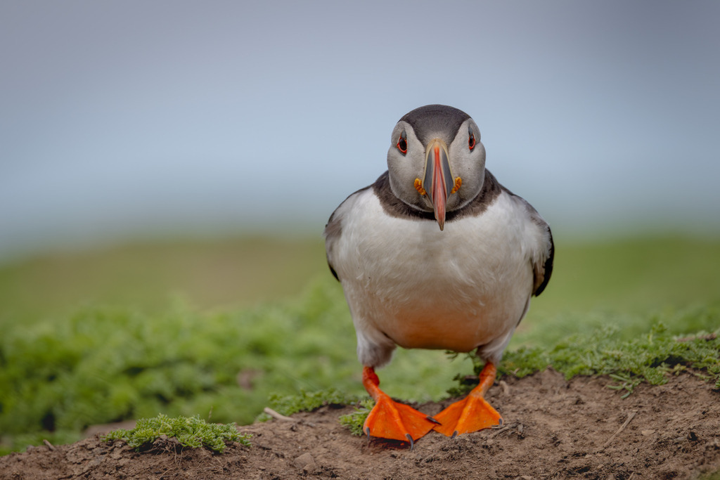 Curious Encounter | An Atlantic Puffin (Fratercula arctica) faces the camera on Skomer Island, Wales. Captured at eye level, the portrait highlights the bird's inquisitive expression and distinctive features, offering an intimate glimpse into the daily life of this charismatic seabird during the breeding season.