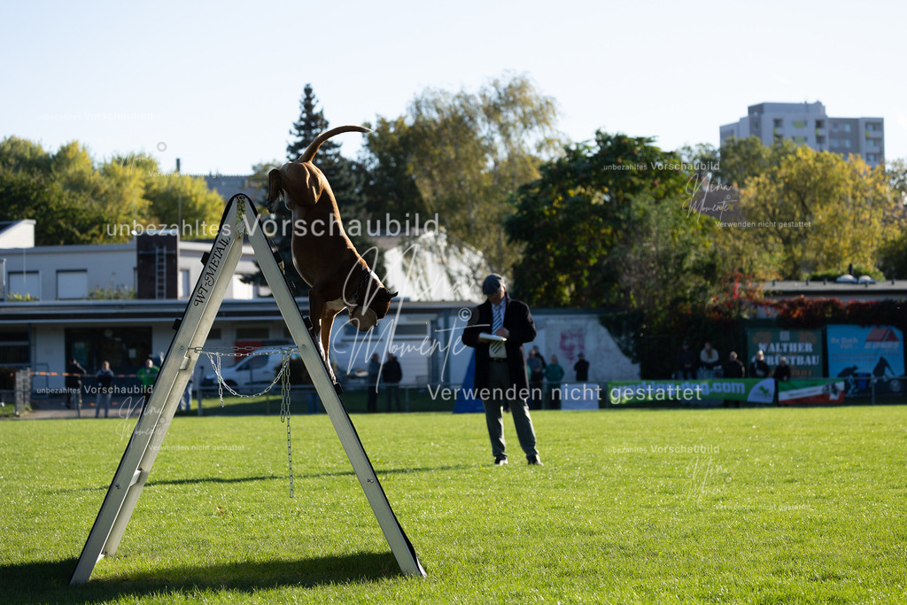_16A4866 | Einzigartige Fotos von Hunden & Menschen –Actionfotos, Portraits, Vereinsaufnahmen & Paarshootings – authentisch, lebendig & mit Herz.