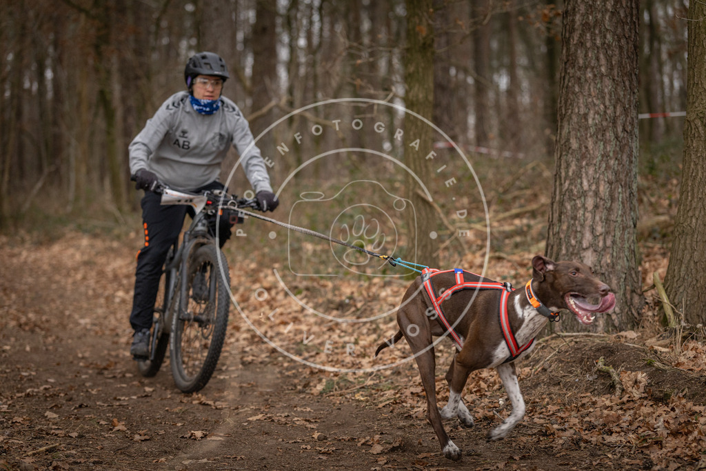 Pfotenfotografie_DV3A7099 | Hundefotografie, Tierfotograf, Pfotenfotografie, Fotoshooting Hund, Hunde Portrait, Hundesport, Hundeportraits, Heideshooting, Hunde, Sportfotograf, Hundefotograf, Turnierhundsport, THS,  - Realisiert mit Pictrs.com