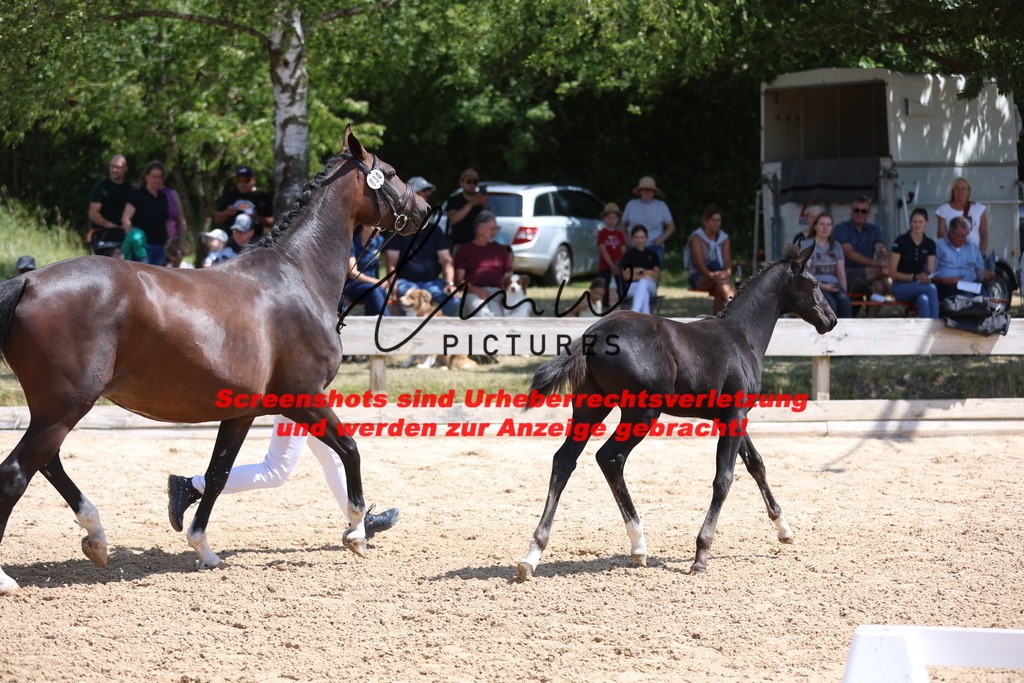 Fohlenschau_Schwäbisch_Hall_springbetonte_Fohlen_KN 34_9 | lmwpictures - Realisiert mit Pictrs.com