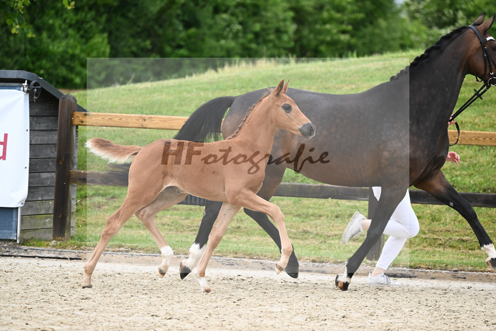 Kat-Nr. 50 SF Fidertanz_Haas_17231598 | hf-fotografie - Realisiert mit Pictrs.com