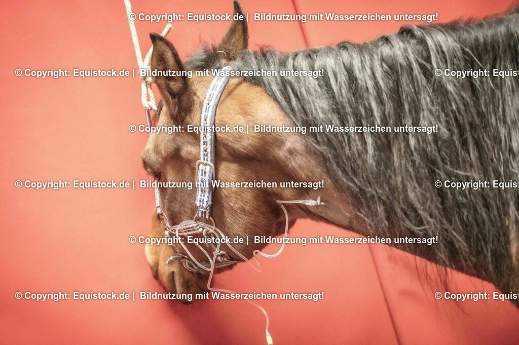 20201126_Narkose_0004 | equistock