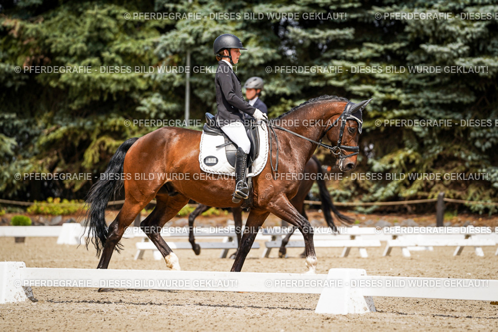 DSC03049 | Pferdegrafie