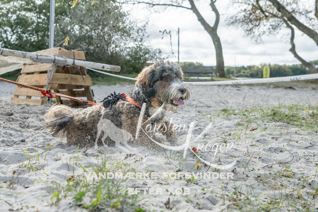 1233_ZZ91834 | kk-dogfotos