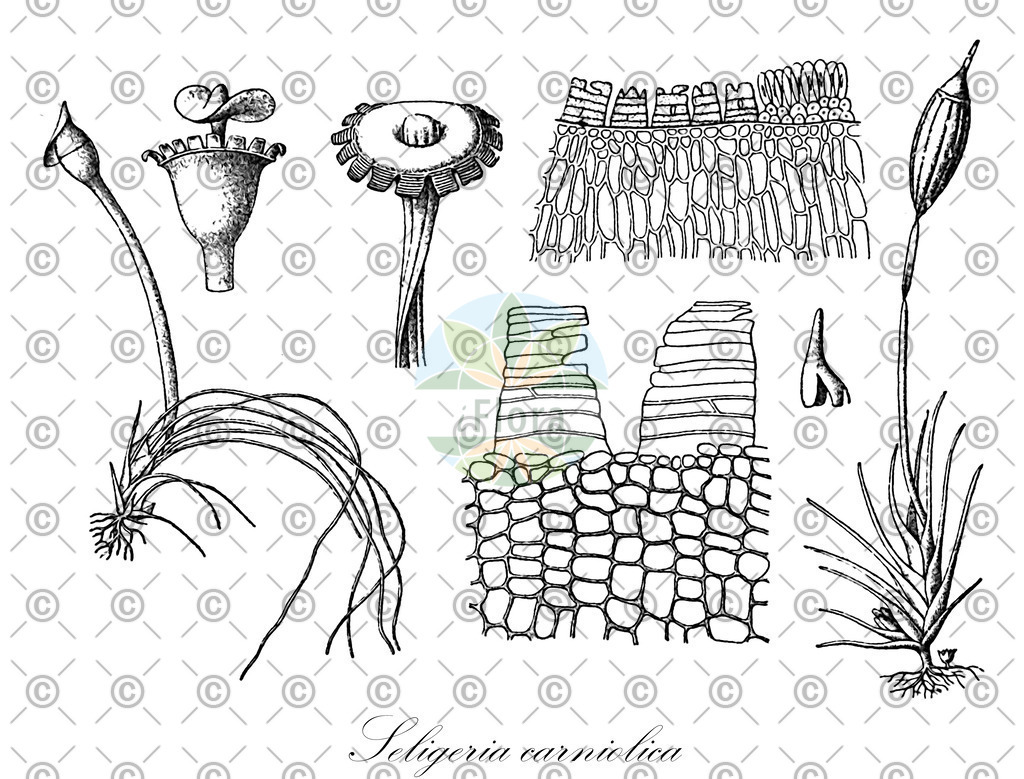 HistAbb_wfo-0001327929_1_ENZY_Simple | Historische Abbildung von Seligeria carniolica - Seligeriaceae | Historical Illustration of Seligeria carniolica - Seligeriaceae