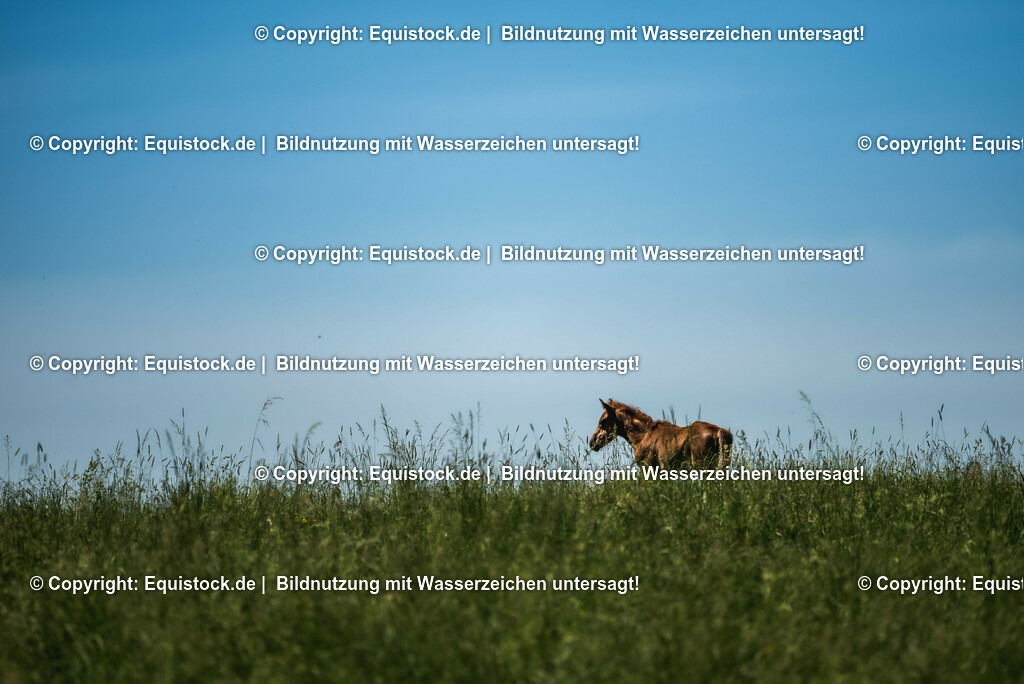 20210617_Fohlen_0094 | Foto: Thomas Hartig