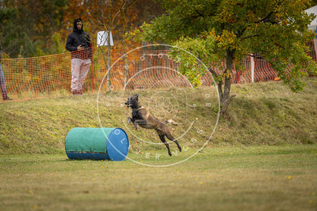 Pfotenfotografie_DV3A4620 | Hundefotografie, Tierfotograf, Pfotenfotografie, Fotoshooting Hund, Hunde Portrait, Hundesport, Hundeportraits, Heideshooting, Hunde, Sportfotograf, Hundefotograf, Turnierhundsport, THS,  - Realisiert mit Pictrs.com