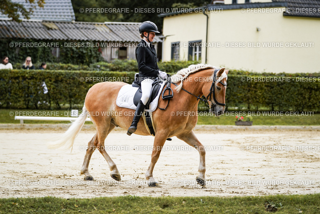 DSC04628 | Pferdegrafie