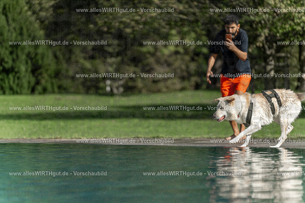 Hundeschwimmen_Volksbad_2026-allesWIRTHgut_Tierfotografie-2609061549-7R501904 | Professionelle Tierfotografie in Mönchengladbach von Daniel Wirth (allesWIRTHgut). Liebevolle & natürliche Bilder von Hunden & Katzen für unvergessliche Erinnerungen.