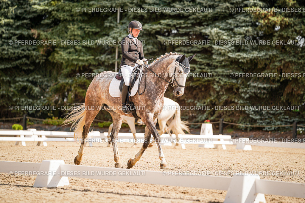 DSC01018 | Pferdegrafie