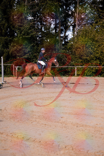 2026_10_03_Siefer-Hof_145627_Z81_37455822 | Professionelle Reitsport-, Turnier- und Eventfotografie von Robert Broda. Galerien mit ausgewählten und bearbeiteten Bildern direkt online ansehen und bestellen.