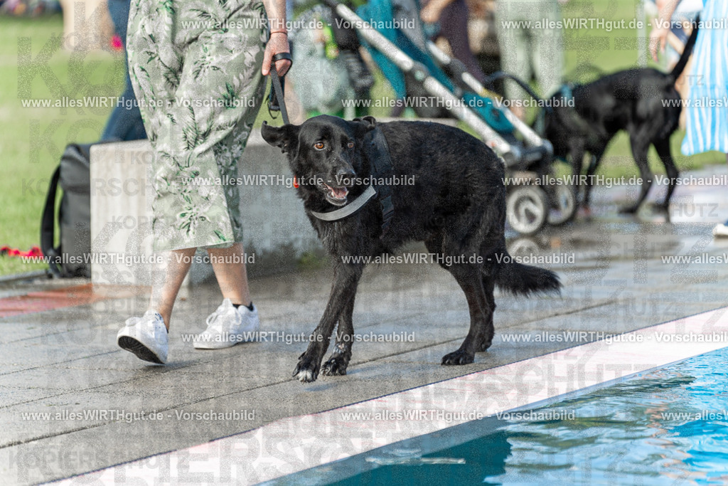 Hundeschwimmen_Volksbad_2026-allesWIRTHgut_Tierfotografie-2609061505-7R501303 | Professionelle Tierfotografie in Mönchengladbach von Daniel Wirth (allesWIRTHgut). Liebevolle & natürliche Bilder von Hunden & Katzen für unvergessliche Erinnerungen.
