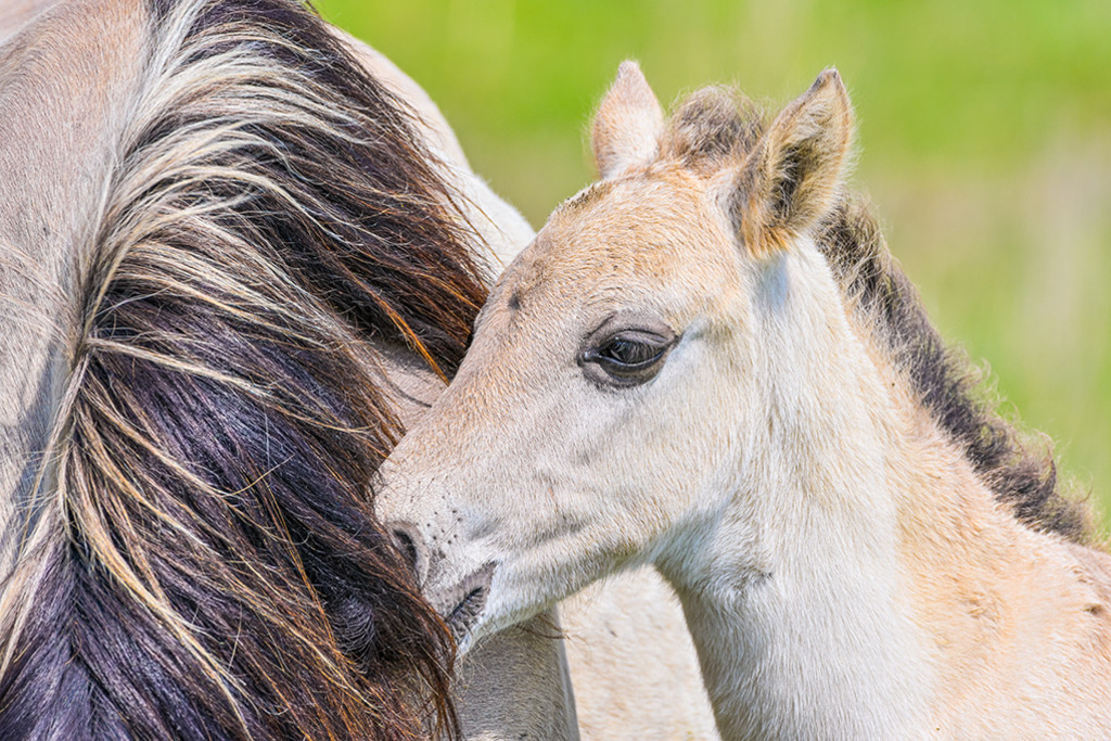 Fohlen kuschelt sich an Mähne | Das Konik-Fohlen kuschelt sich an die Mähne seiner Mutter, ein liebevolles Verhalten, das sehr typisch für Pferde ist. — Auflösung des Originals: 7500 x 5000 px. - Realisiert mit Pictrs.com
