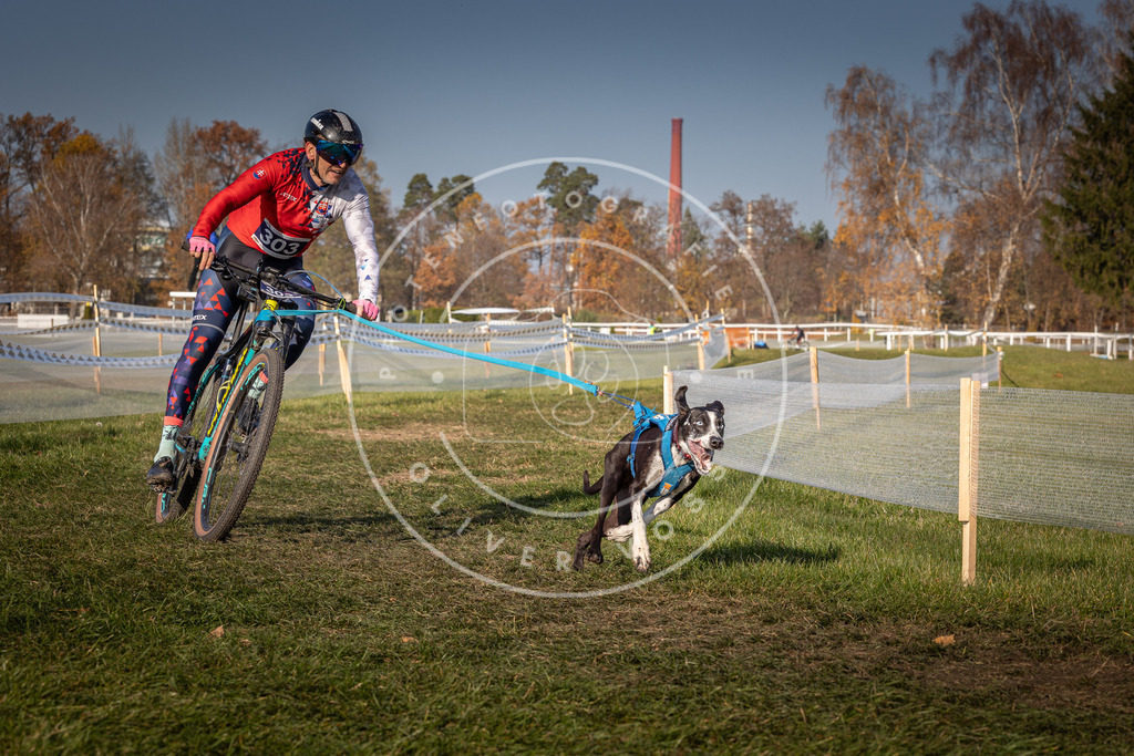 CaniXpix_0L8A7342 | Hundefotografie, Tierfotograf, Pfotenfotografie, Fotoshooting Hund, Hunde Portrait, Hundesport, Hundeportraits, Heideshooting, Hunde, Sportfotograf, Hundefotograf, Turnierhundsport, THS,  - Realisiert mit Pictrs.com