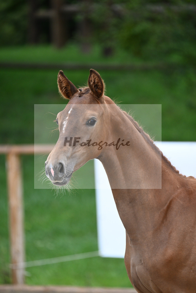 Kat-Nr. 2 SF Benicio_Schneider_25230024 | hf-fotografie - Realisiert mit Pictrs.com