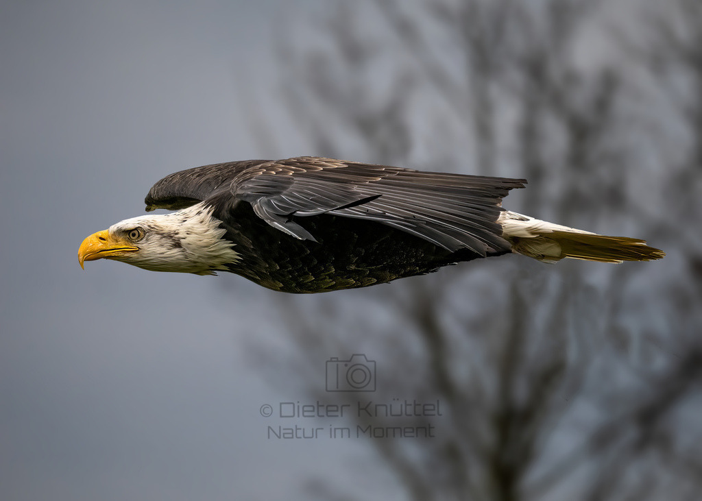 Weißkopfseeadler im Flug | Ein Weißkopfseeadler im Flug, die Beute im Blick - Realisiert mit Pictrs.com