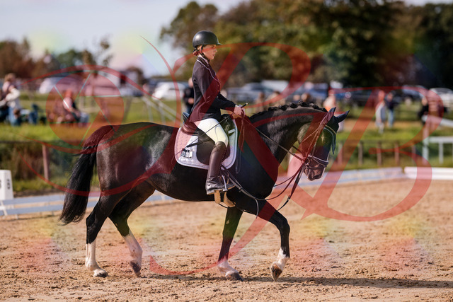2026_10_03_Siefer-Hof_121428_Z81_16623803 | Professionelle Reitsport-, Turnier- und Eventfotografie von Robert Broda. Galerien mit ausgewählten und bearbeiteten Bildern direkt online ansehen und bestellen.