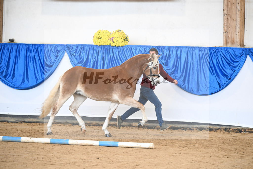 Kat-Nr. 27 Starkuri L v. Starino I_ZG Leeling_48251064 | hf-fotografie - Realisiert mit Pictrs.com