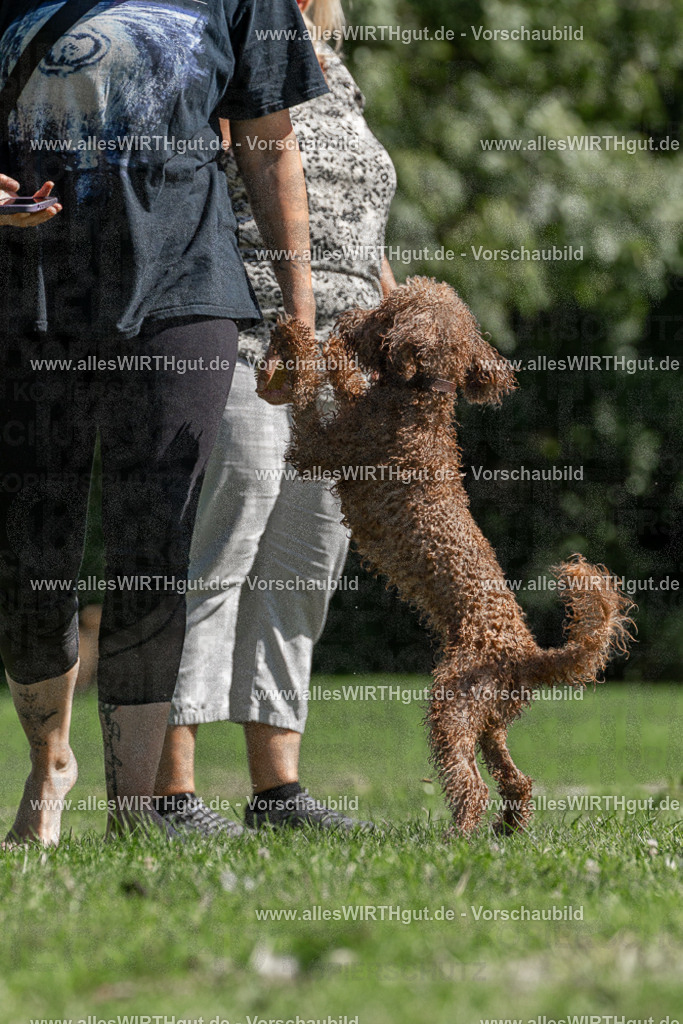 Hundeschwimmen_Volksbad_2026-allesWIRTHgut_Tierfotografie-2609061355-FAY06849 | Professionelle Tierfotografie in Mönchengladbach von Daniel Wirth (allesWIRTHgut). Liebevolle & natürliche Bilder von Hunden & Katzen für unvergessliche Erinnerungen.