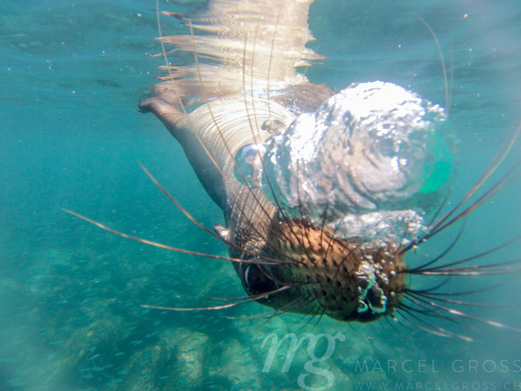 Schnorcheln mit jungen, neugierigen Galapagos-Seelöwen, Isla Lobos, Galapagos | a young, playfull and curious sealion while snorkeling on the Galapagos Archipelago while snorkeling on the Galapagos Archipelago - Realisiert mit Pictrs.com