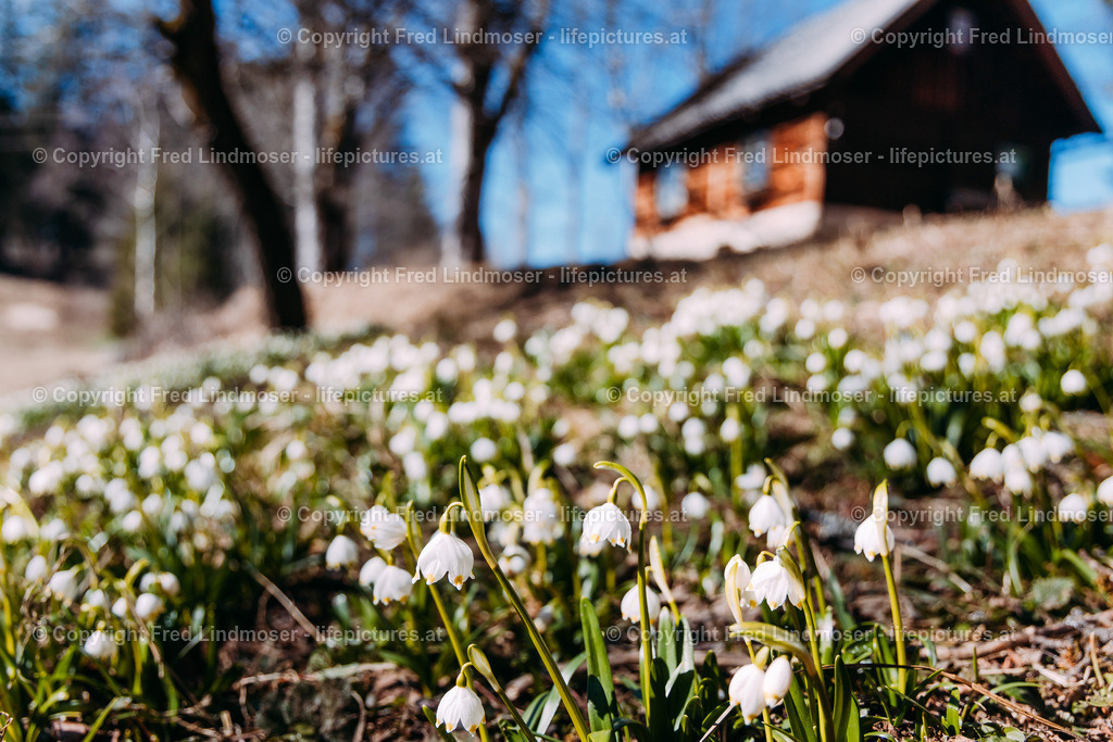 Fruhlingsknotenblumen Mariazell 23032019-5270 | Fotos und Fotoprodukte - Realisiert mit Pictrs.com